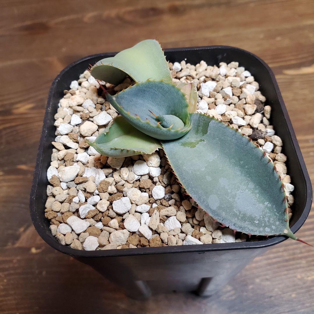 papiro台湾アガベグアダラハラナドワーフ２株