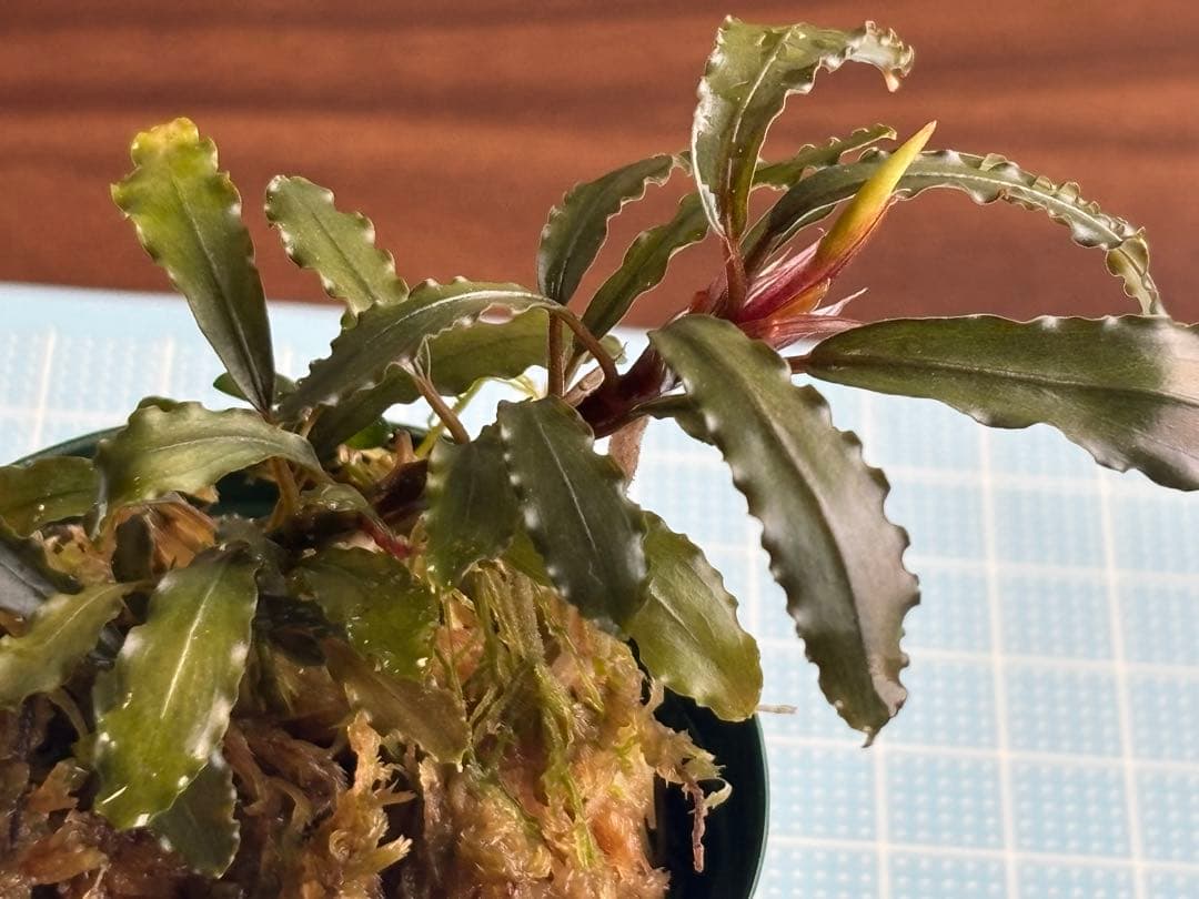 水草 Bucephalandra sp. Aurora