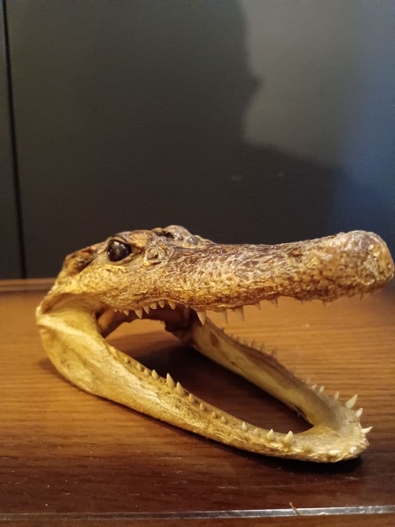 ワニ　カイマン　頭部　アリゲーター