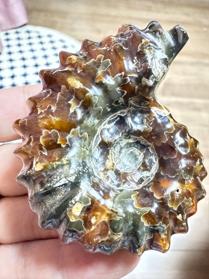 新品　マダガスカルのアンモナイト化石　超大　本物保証　おまけ付き　希少　送料無料