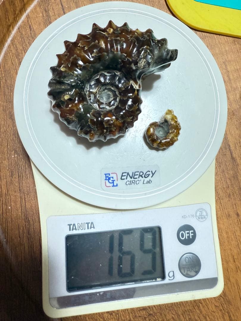 新品　マダガスカルのアンモナイト化石　超大　本物保証　おまけ付き　希少　送料無料