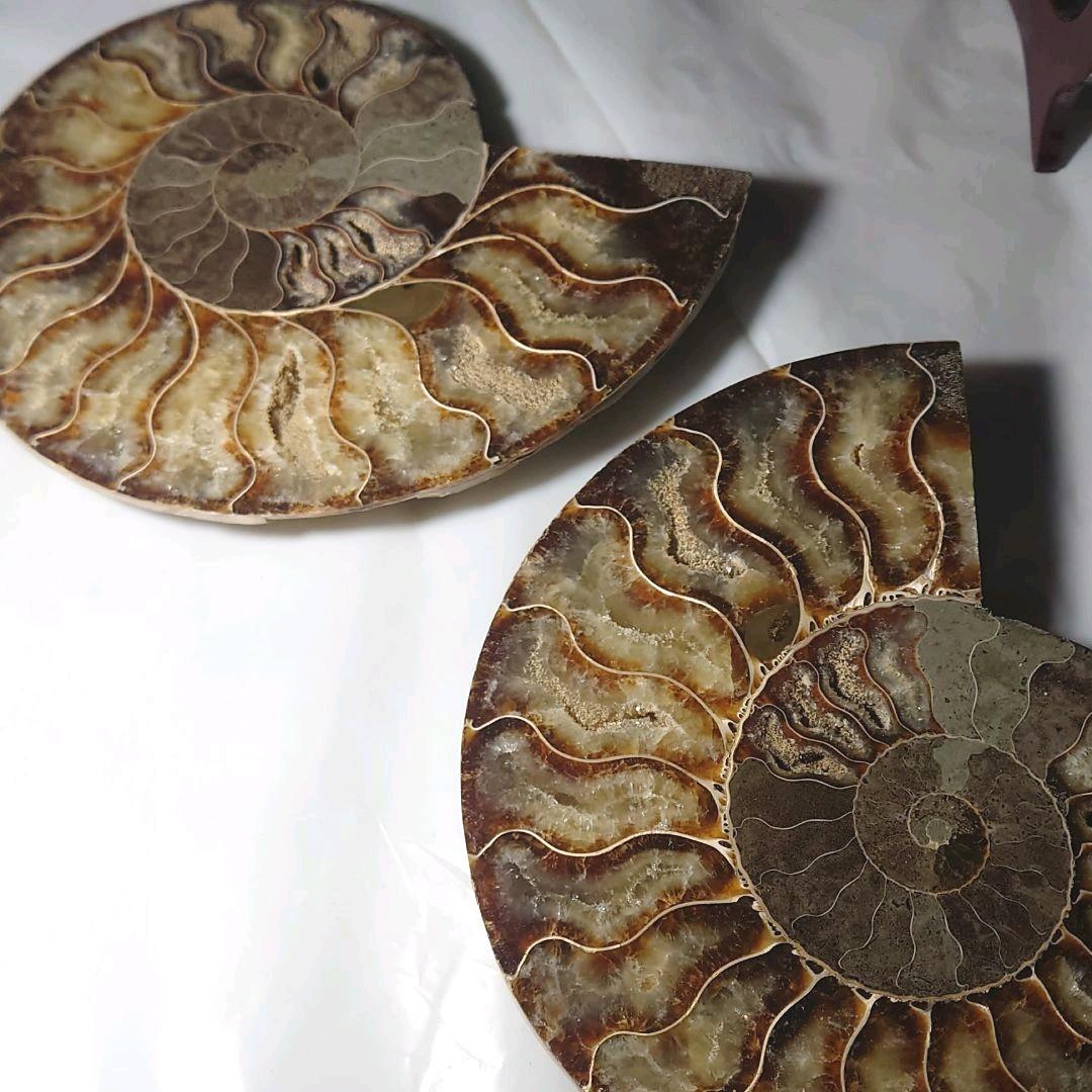 ★アンモナイト化石セット（台座付）