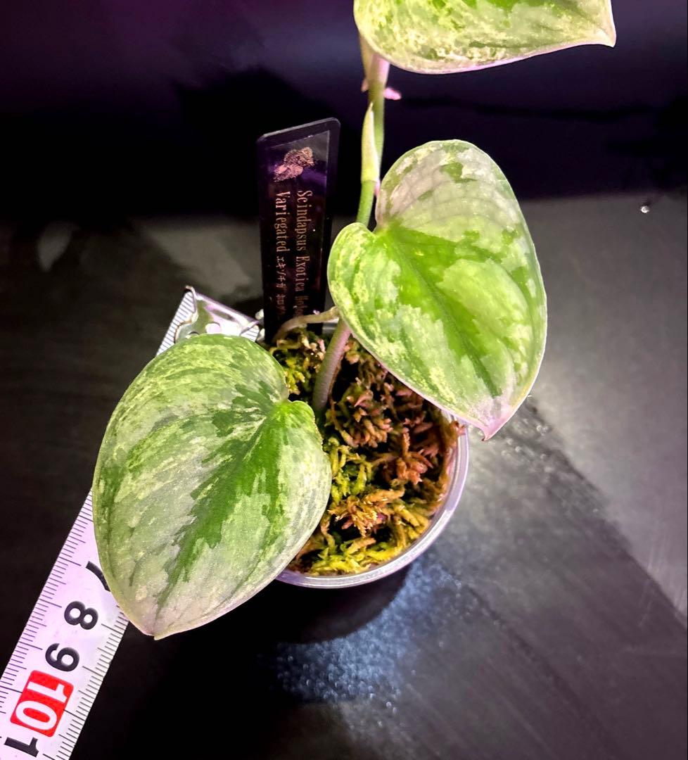 (まに商品)スキンダプサス　セット　a1