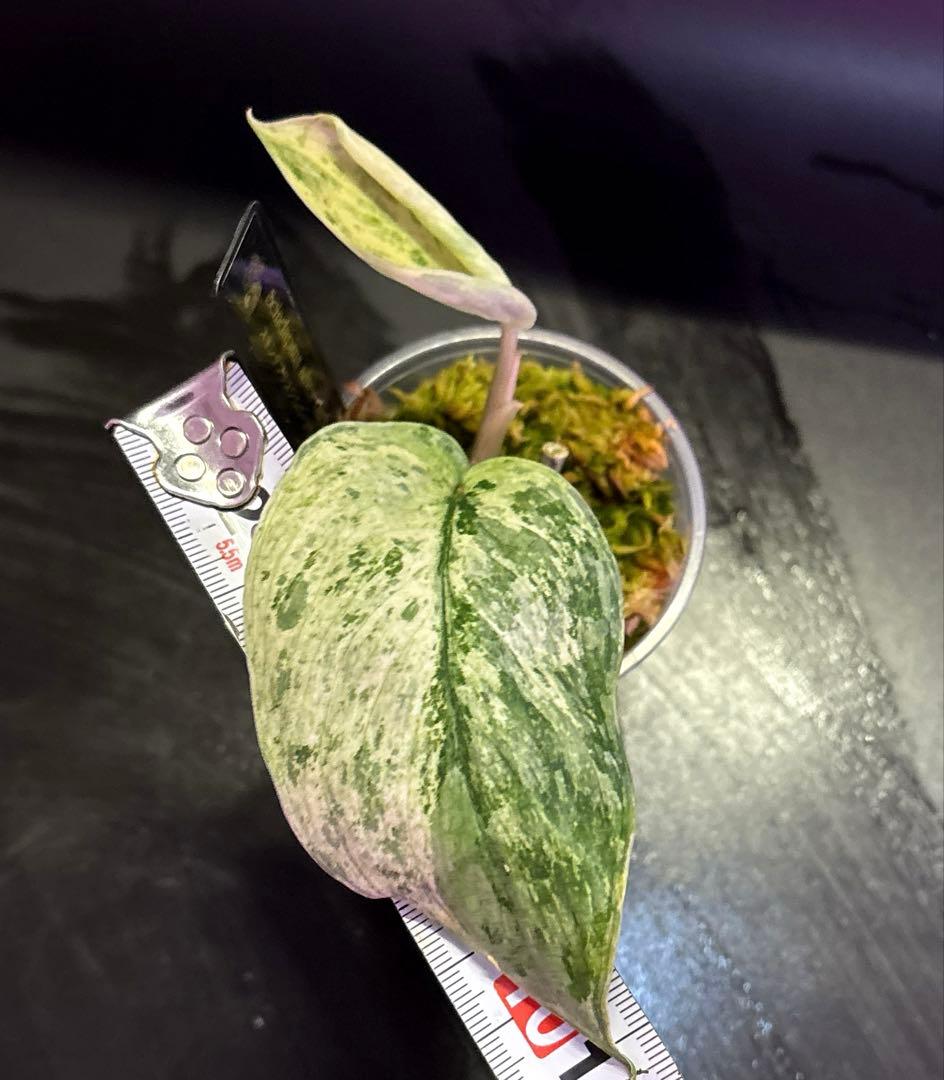 (まに商品)スキンダプサス　セット　a1