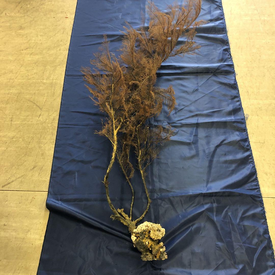 海松　原木　黒珊瑚　長さ95cm こぶ付き