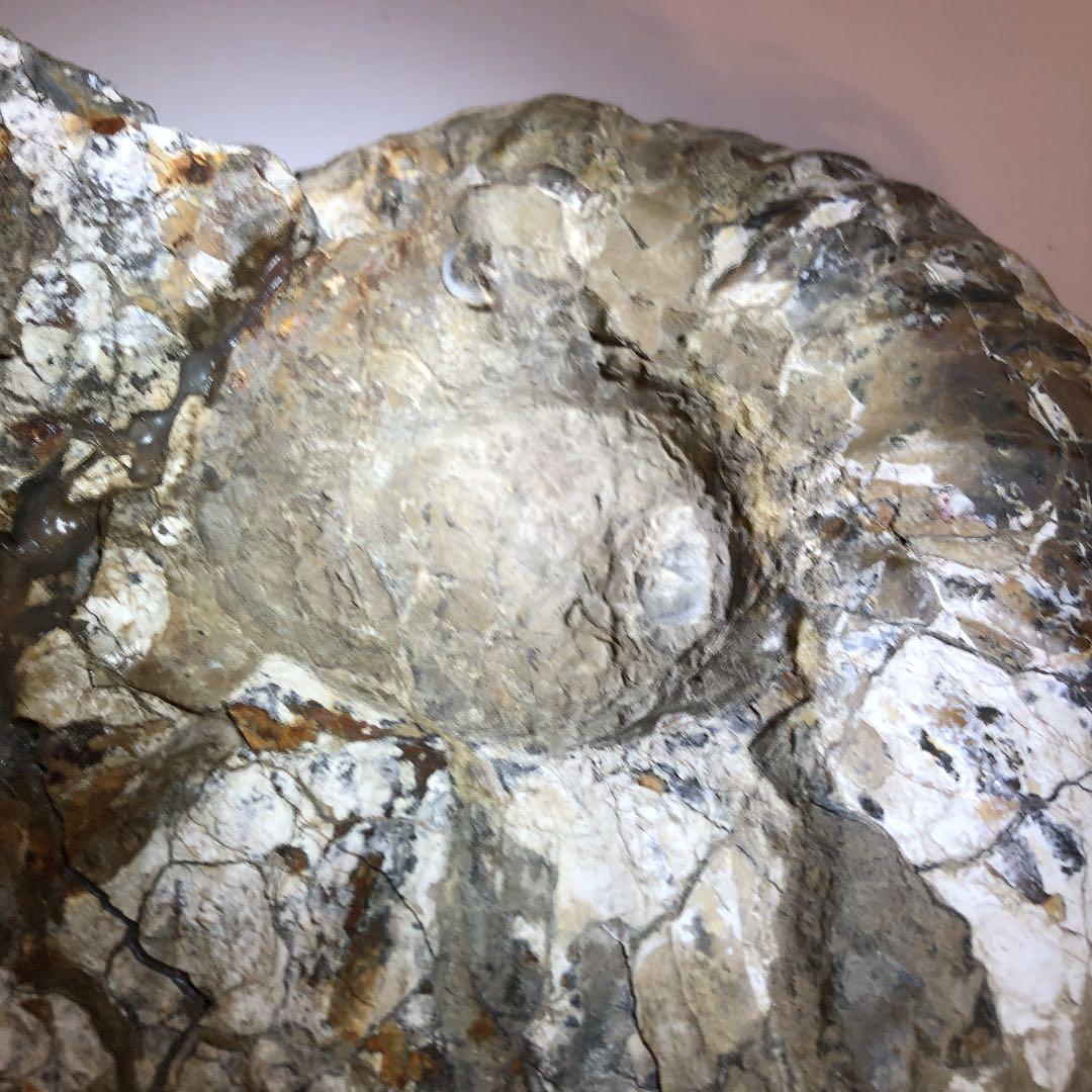 アンモナイト化石（超特大）