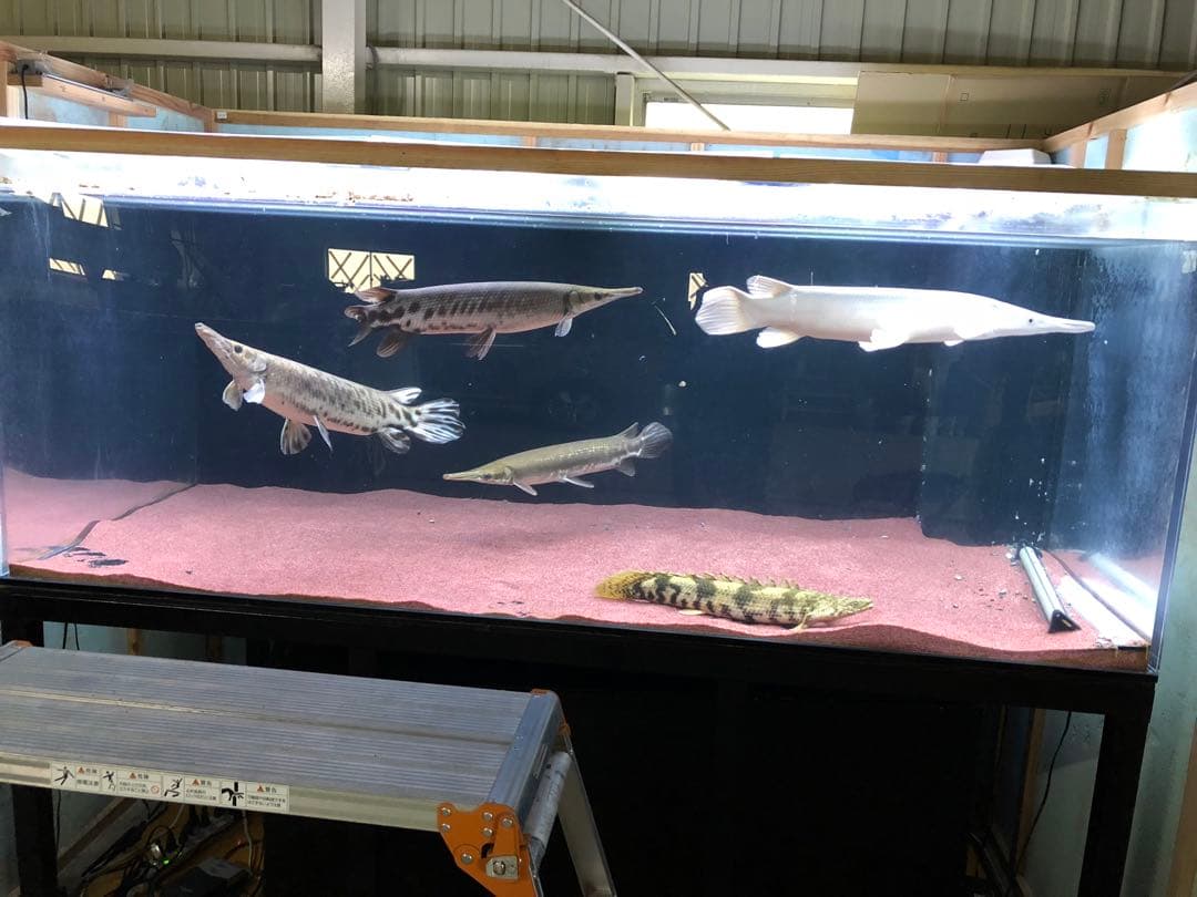 【バッタ】アクリル水槽 2000×1000 ×800