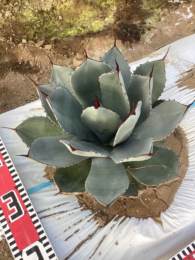 アガベ　トランカータ　実生