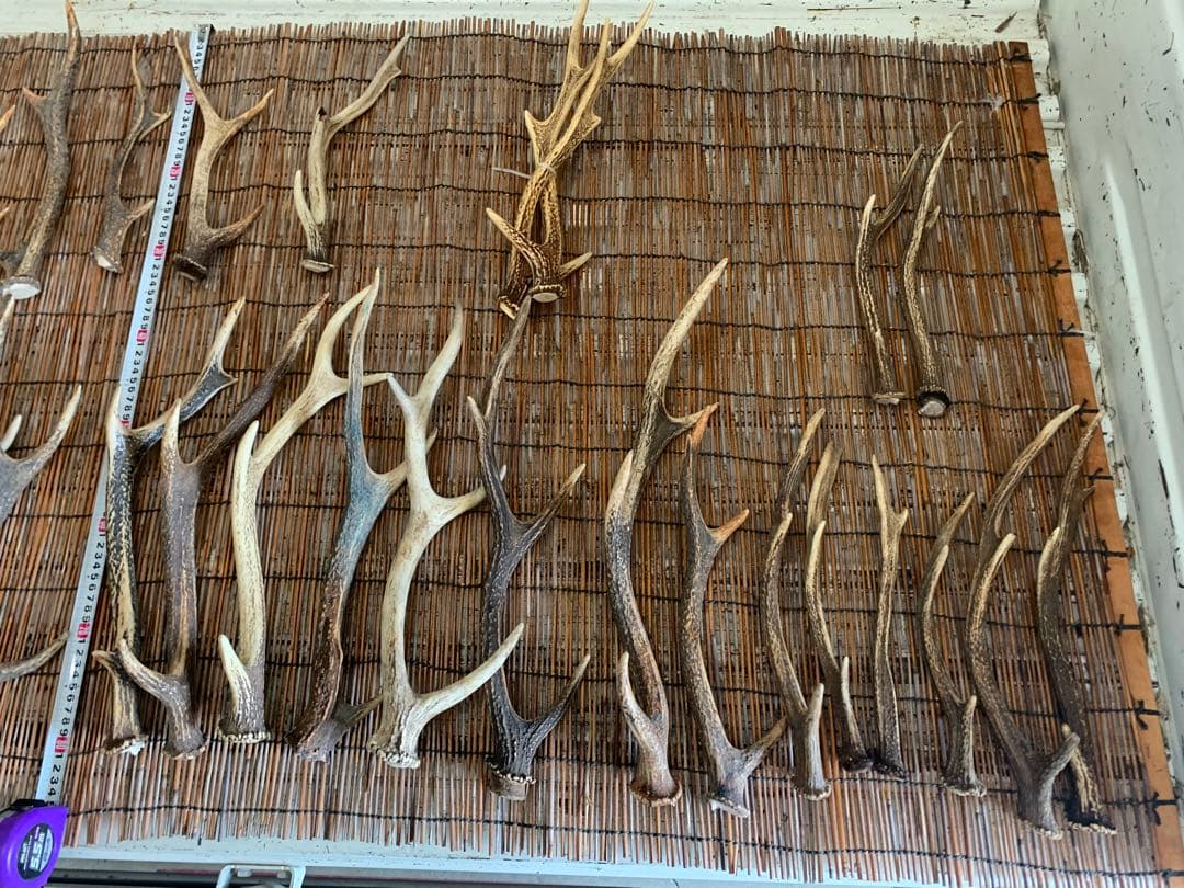 10kg 鹿の角　アクセサリー　パーツ素材　①