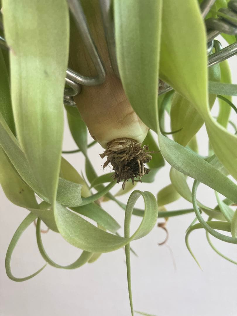 g*u様 希少 交配種 マッカラ チランジニア エアープランツ ストレプトフィラ