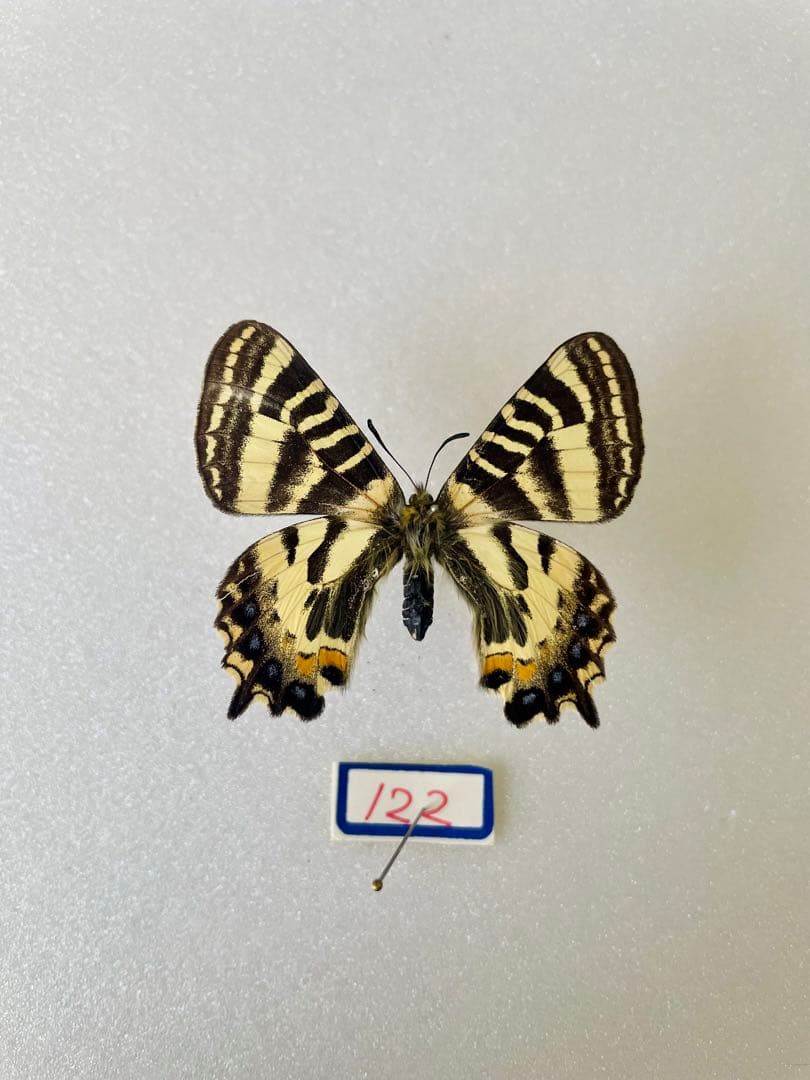 【異常型】イエローテール型　ヒメギフチョウ（1オス、静内/北海道）