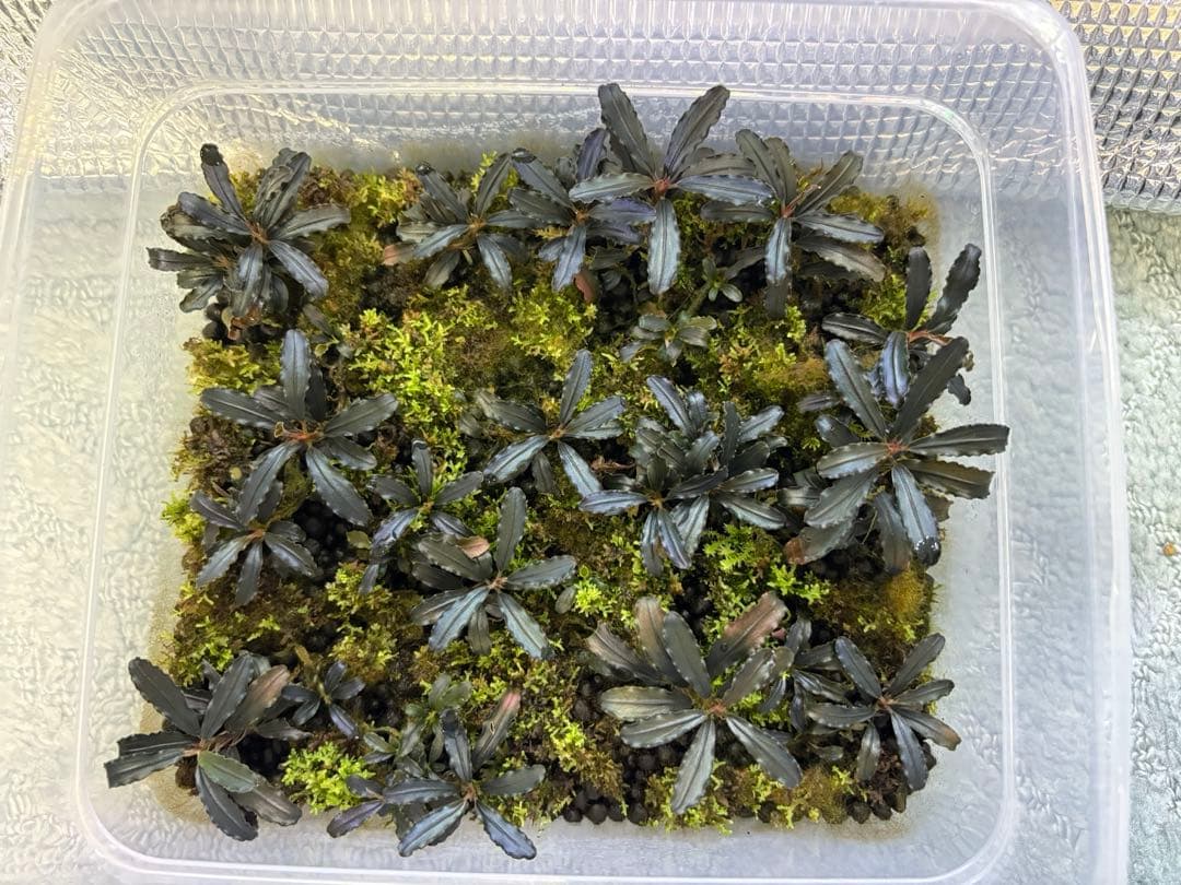 ブセファランドラ クダガン大量とプレモス