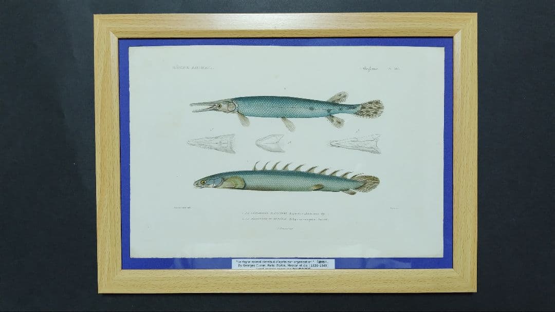 銅版画/ポリプテルス・セネガルス、ガーパイク/額入り