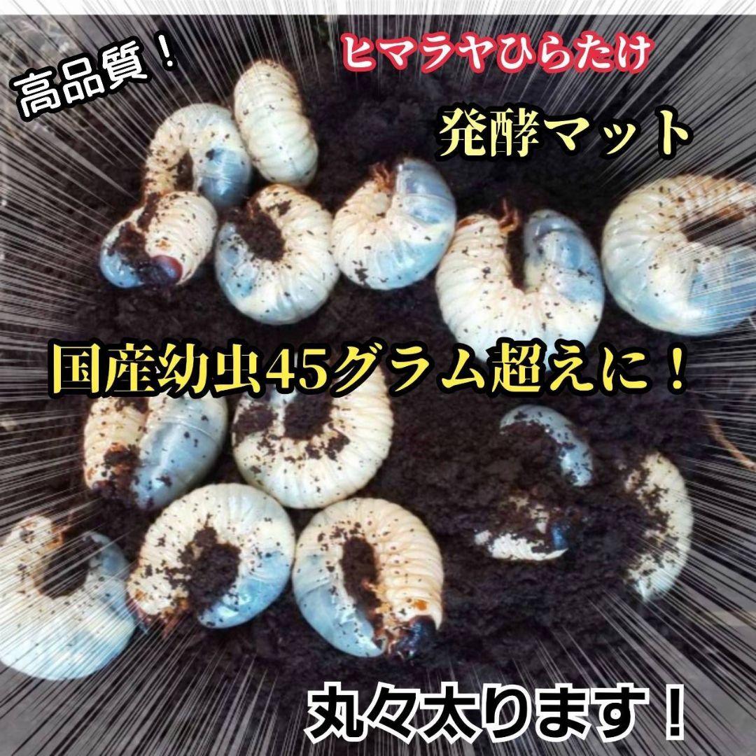 発酵マット入り！国産カブトムシ幼虫1頭飼育専用縦長クリアボト【30本セット】