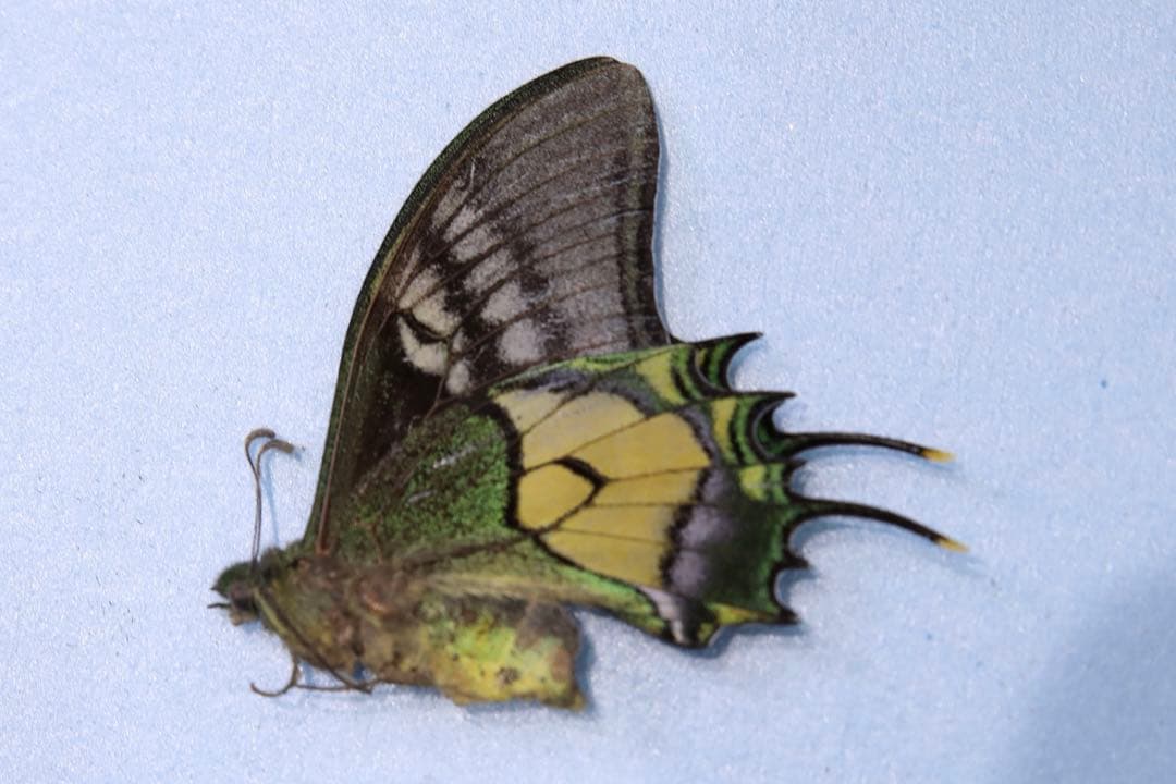 テングアゲハ！標本！2