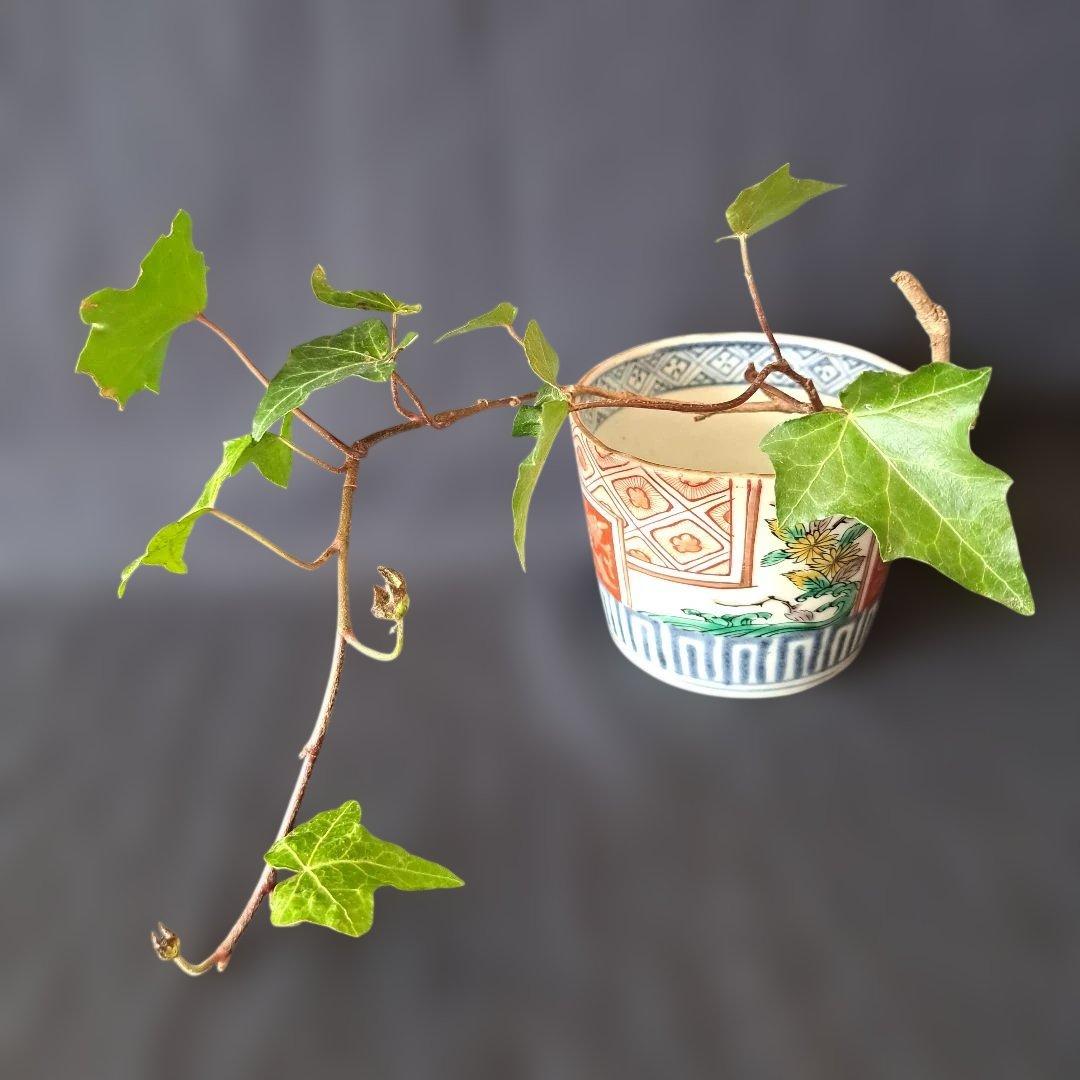 「菊と角(かく)のデザイン！」 古伊万里蕎麦猪口(直径8.5cm ) 骨董アンテ