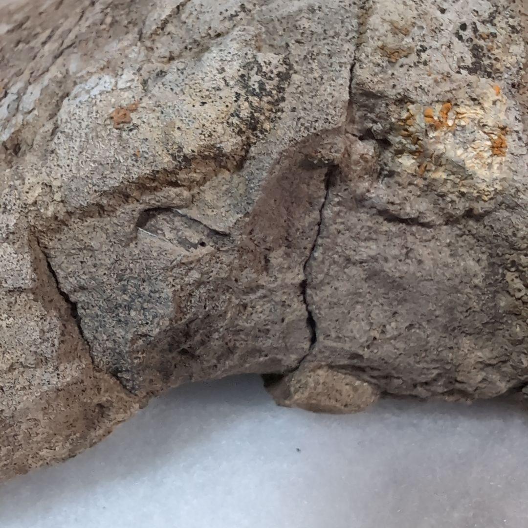 本物特大　博物館級　恐竜　ハドロサウルスの脛骨　化石　モンタナ　ネームプレート付