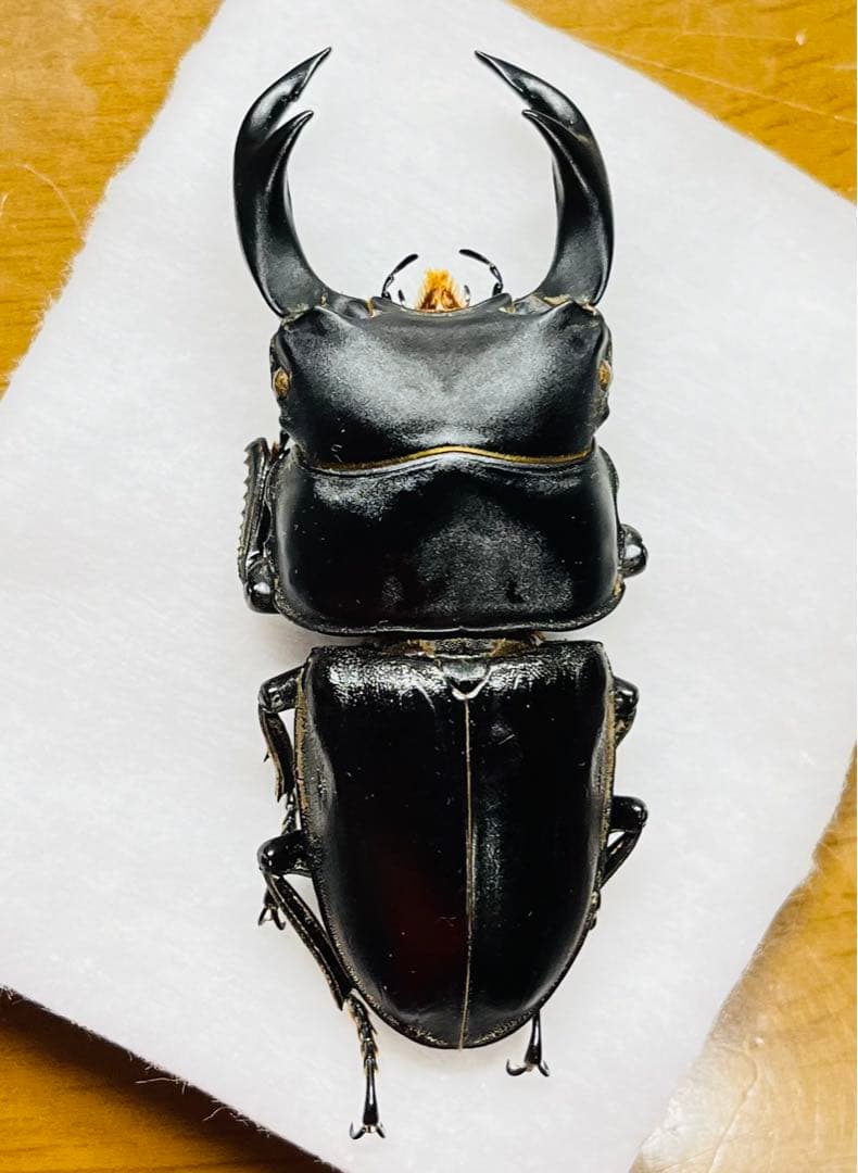 座標付き 野外幼虫採集品 オオクワガタ 標本