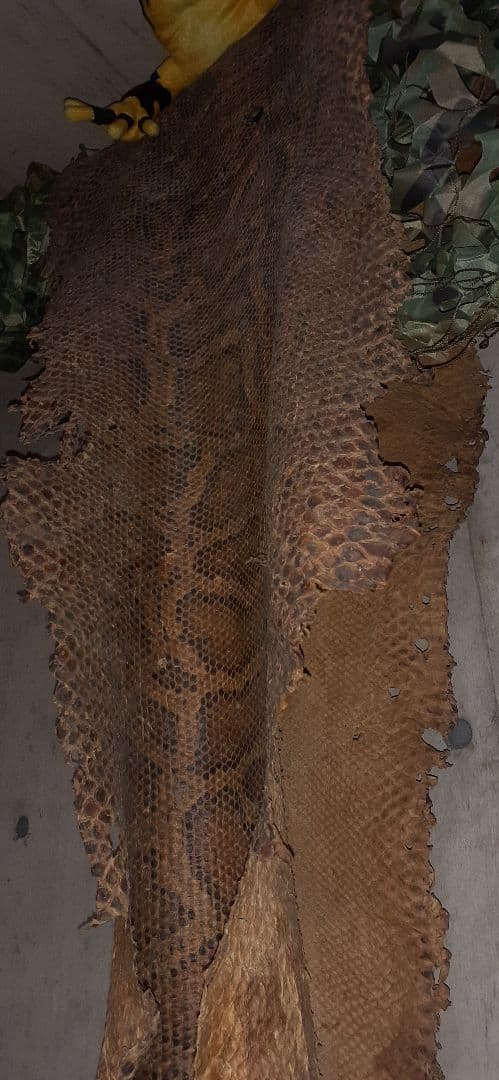 金運アップ　錦蛇の革　本物　６メーター　最終値下げ