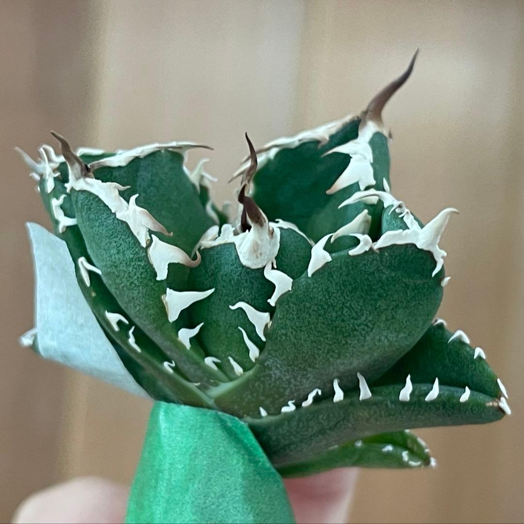 【REZA産】イラン株　選抜　アガベ　　NOVA ノヴァ　12月便