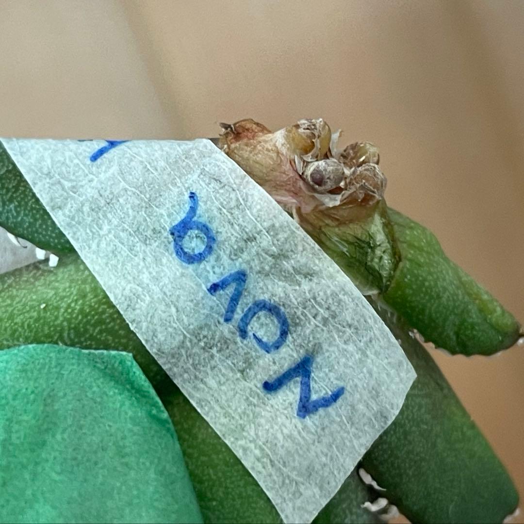 【REZA産】イラン株　選抜　アガベ　　NOVA ノヴァ　12月便