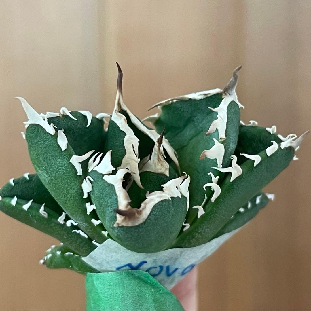 【REZA産】イラン株　選抜　アガベ　　NOVA ノヴァ　12月便