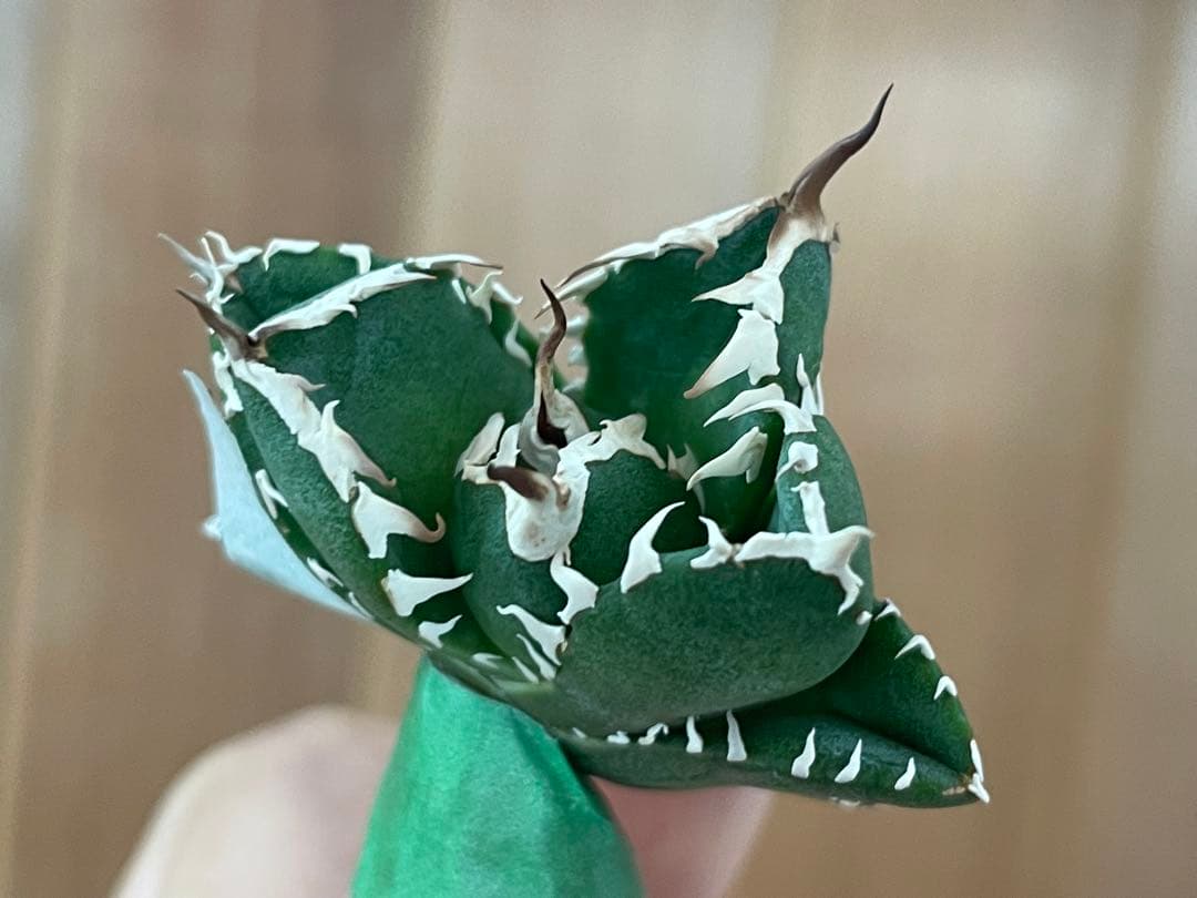 【REZA産】イラン株　選抜　アガベ　　NOVA ノヴァ　12月便