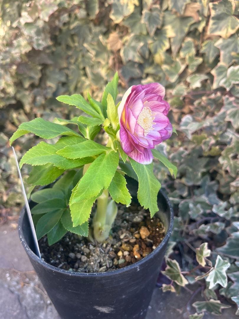 クリスマスローズ　広瀬園芸