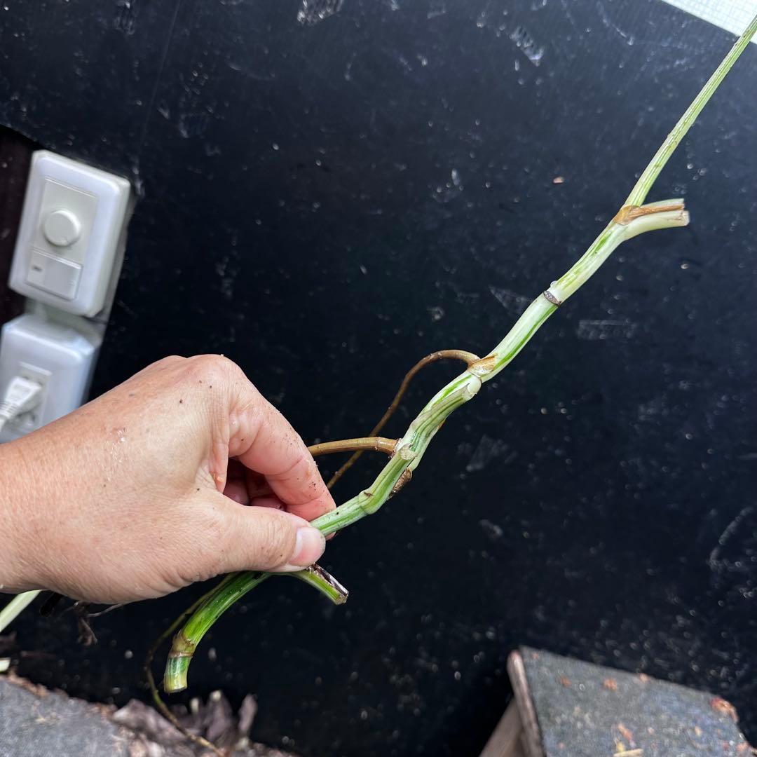 a*a様 斑入りモンステラホワイトタイガー大茎8株おまとめ