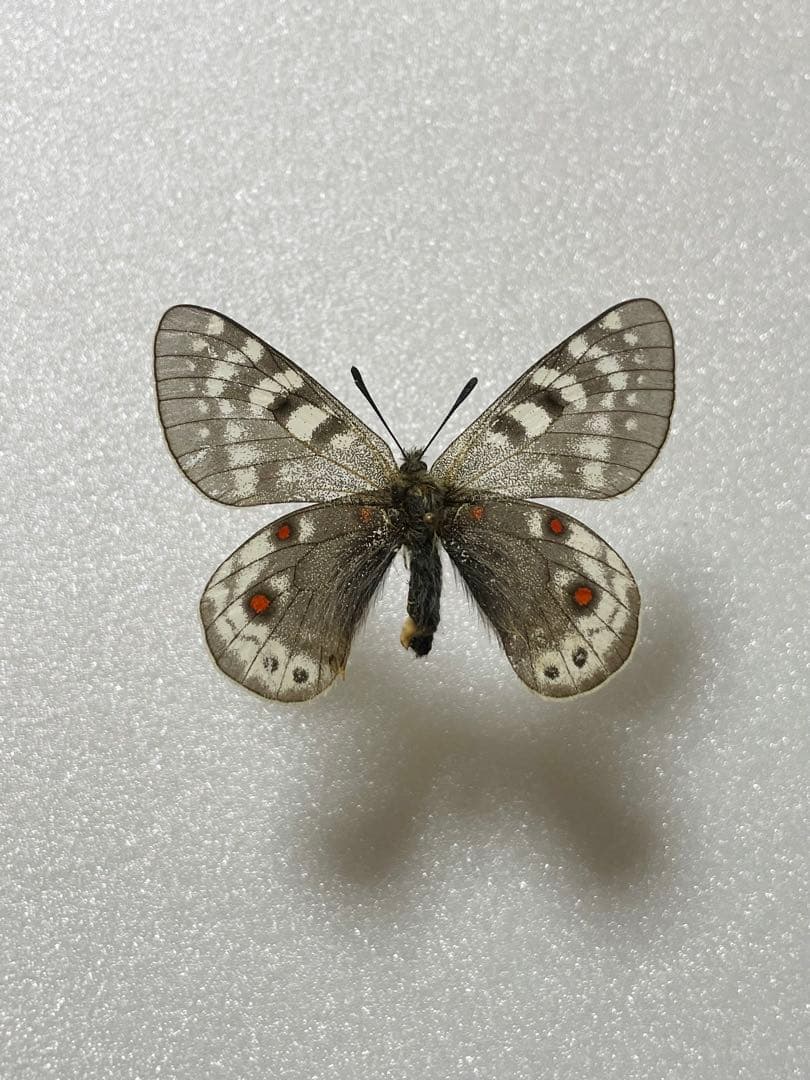 パルナシウス・アクデスティス（メス、チベット産）