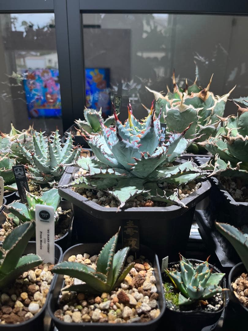 アガベ　ハイブリッド　甲蟹×屈原の舞扇　子株