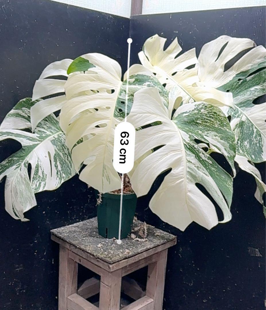 n*゜様 斑入りモンステラ ホワイトタイガー極美大株63cm白斑多