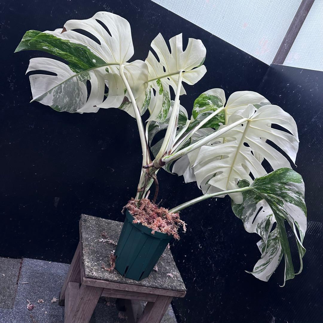 n*゜様 斑入りモンステラ ホワイトタイガー極美大株63cm白斑多