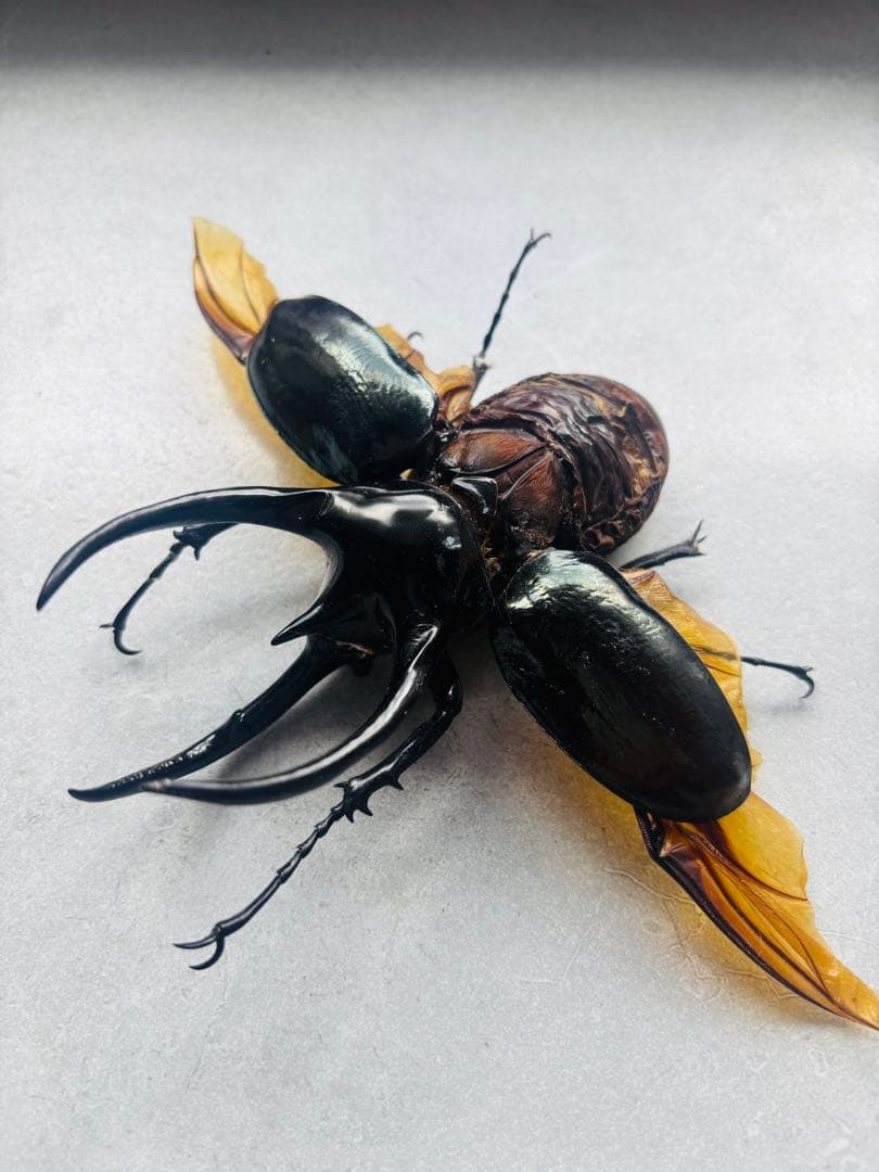 【激レア】　2024年 日本初入荷個体　コーカサスオオカブト　カンボジア産