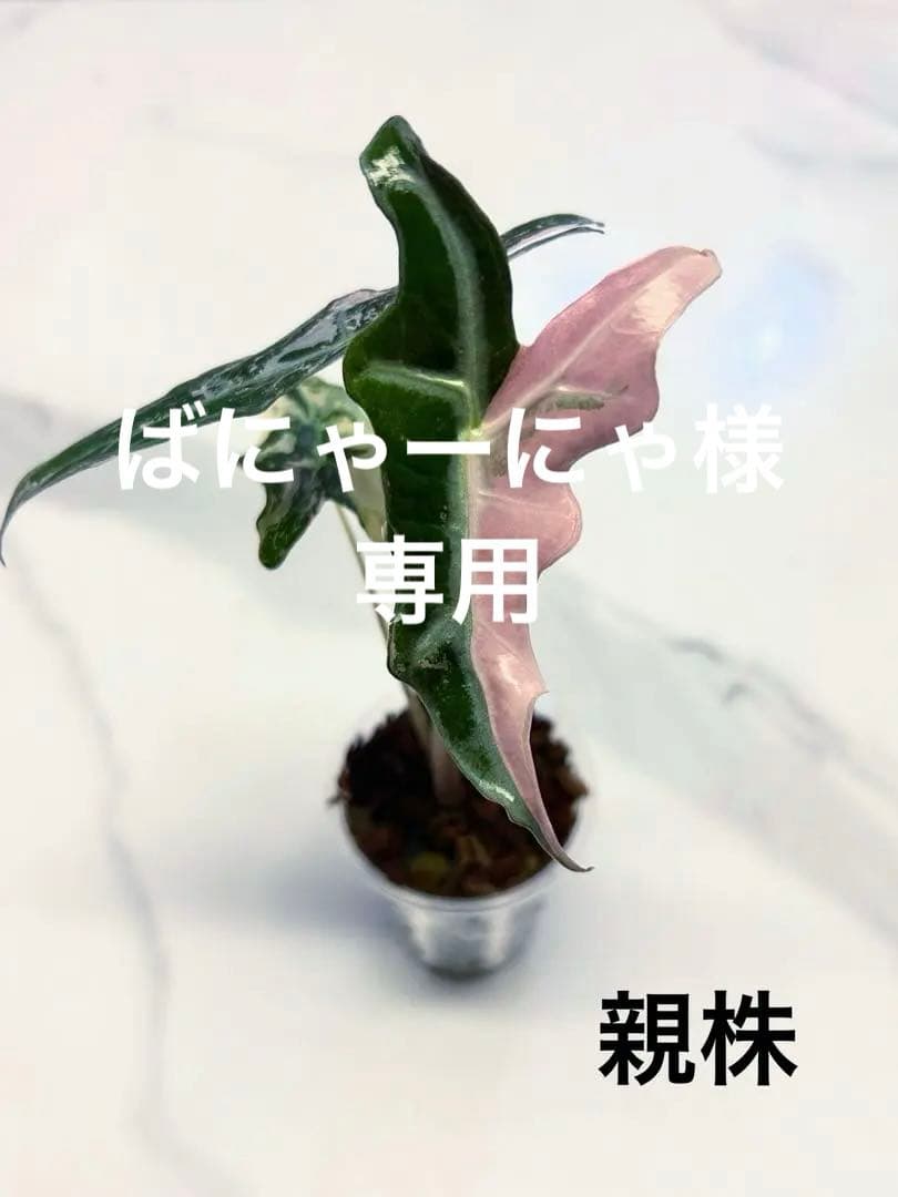 専用【美斑】 アロカシア　ノビリス　斑入り　ピンク