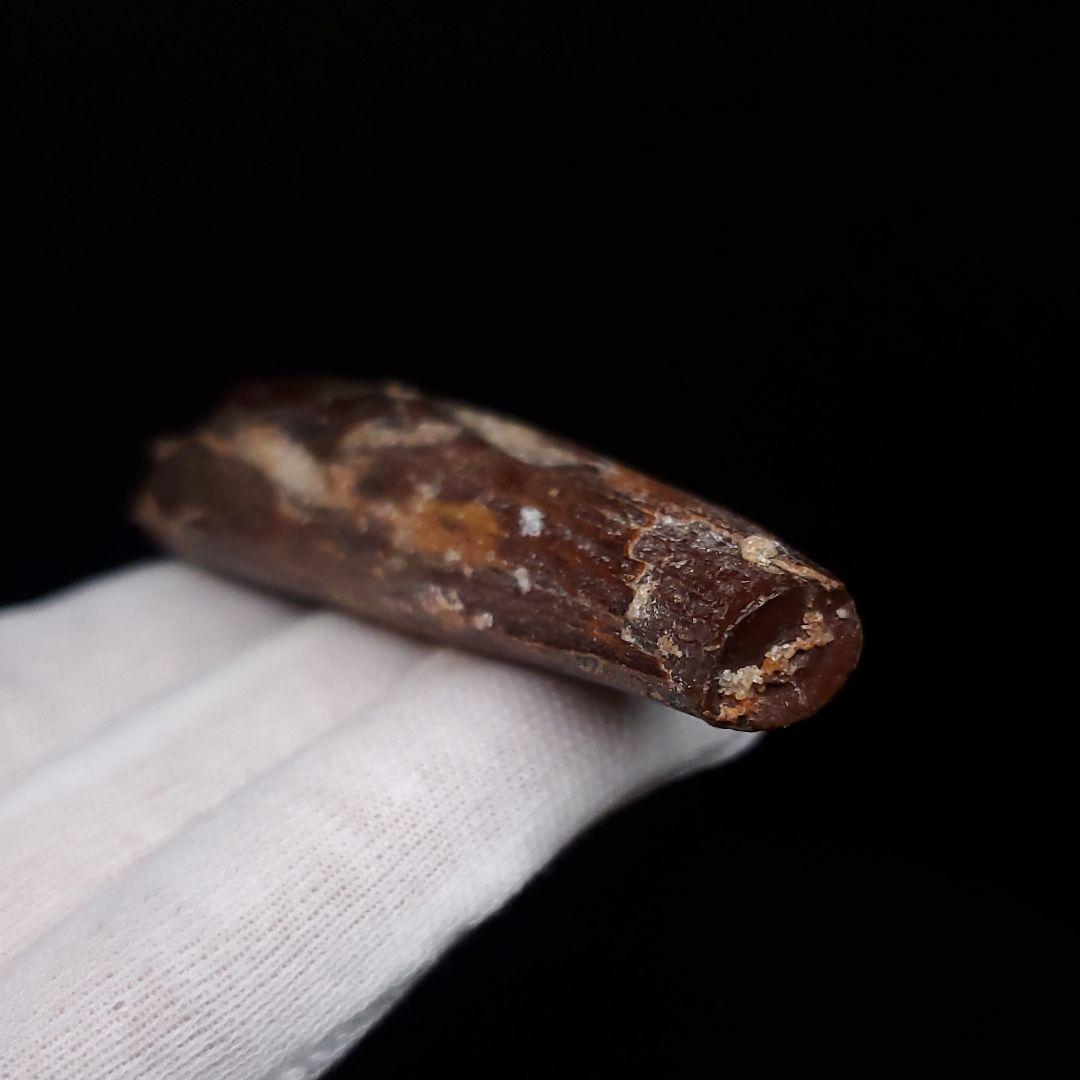 スピノサウルス 本物 モロッコ産 59.40mm sp475