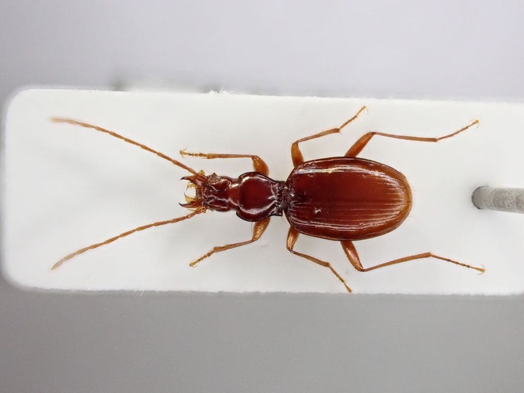 ムコガワメクラチビゴミムシ 標本