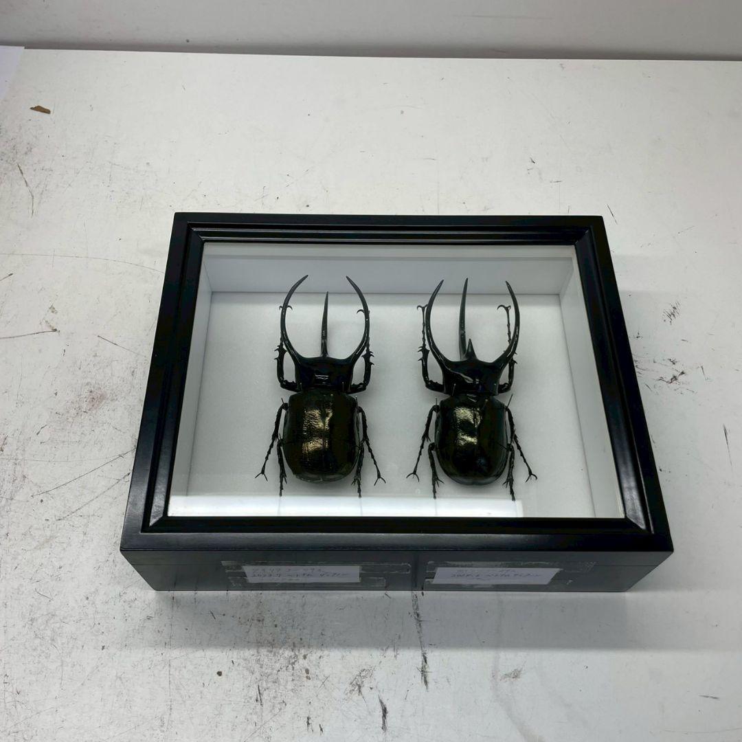 R◆タイリクコーカサス2匹　昆虫標本