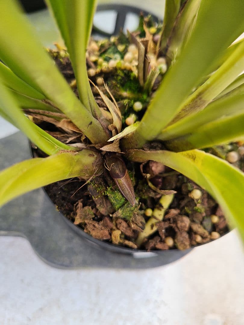 ミスマフェット。花芽2個。5鉢セット。蜜蜂誘引蘭。日本蜜蜂