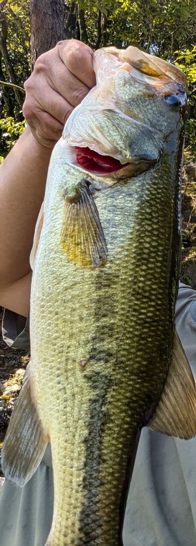 マッドペッパーマグナム　ファットペッパープラス　ファットペッパー　　など