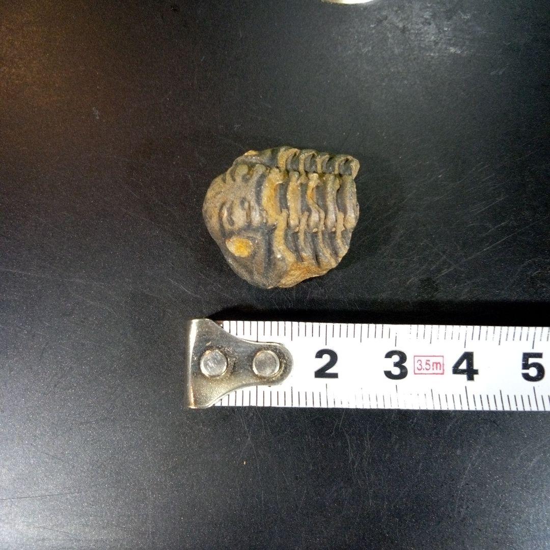 三葉虫　化石　fossil　ボリビア産　trilobite　三葉虫判別①