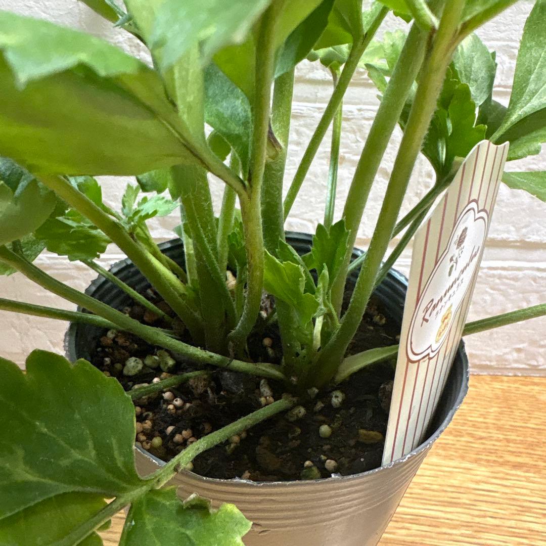 ジャイラナンキュラスラックス♡イカロス♡3.5号ロング3点♡メルカリ便