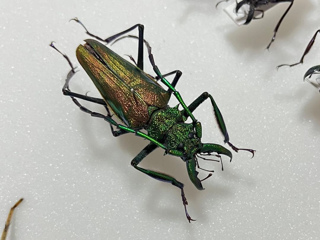 【最美麗個体！】グリーン×レッドのルリオニカミキリ 標本 キンオニカミキリ