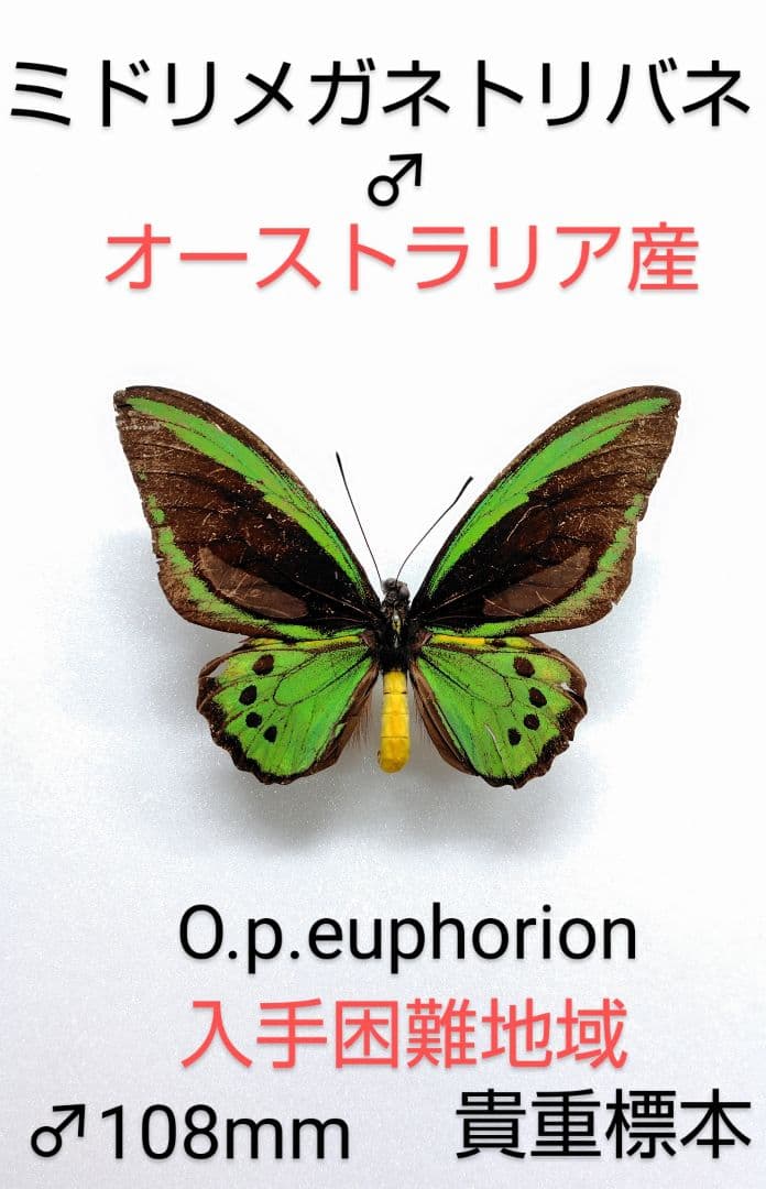 ミドリメガネトリバネ♂標本★豪州産★ 108mm 近年入手困難地域・貴重標本