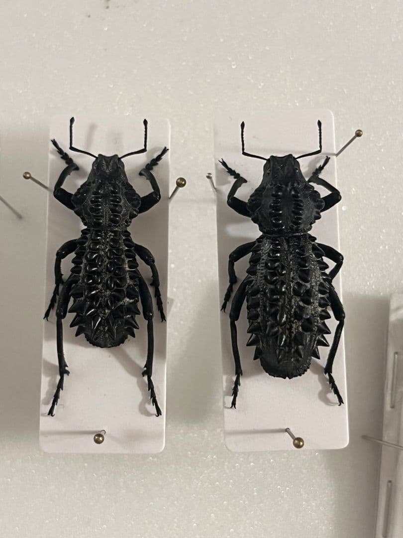 【属内最高峰】トゲトゲヘンテコゾウムシ Gagatophorus 標本甲虫