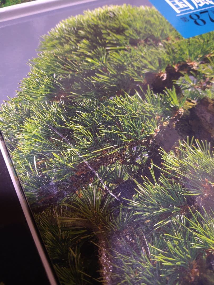 国風盆栽展 11巻セット 80-90