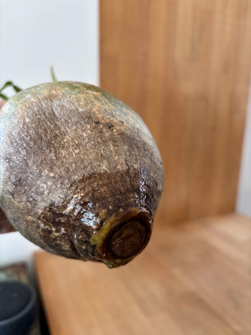 グラキリス　ベアルート