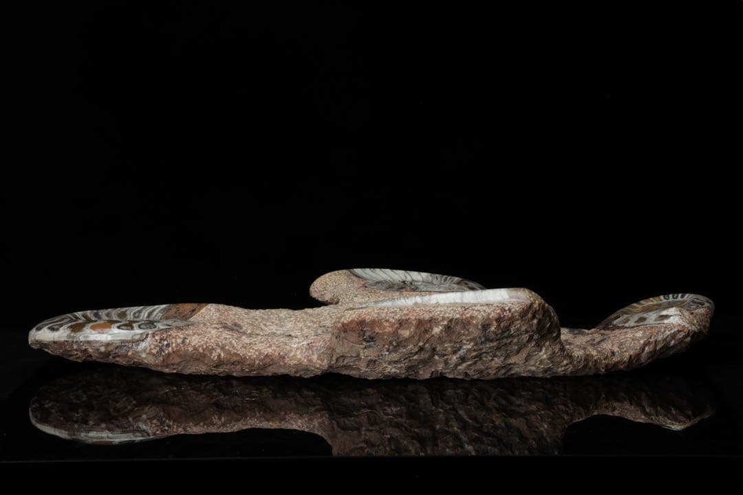 特大標本 アンモナイト&オルソセラス 化石プレート10.6kg 直角貝 鑑賞石