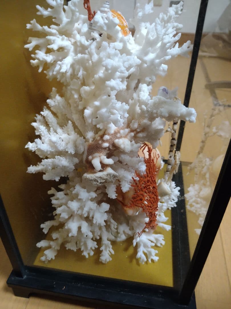 南海の高級珊瑚✨