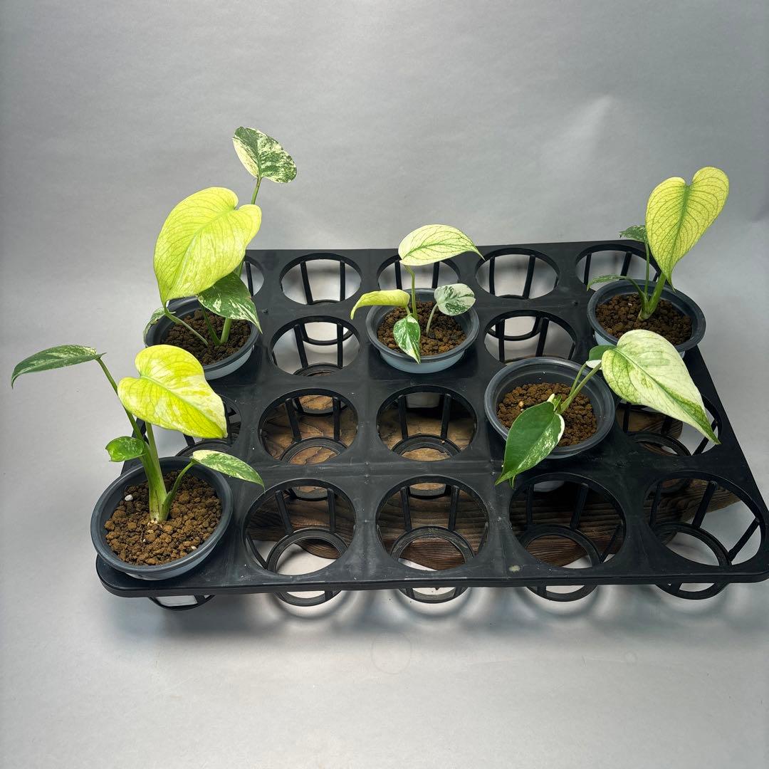 ぴ*く様 5株セットms40【特別選抜】ホワイトモンスター／天津蘭 モンステラ斑